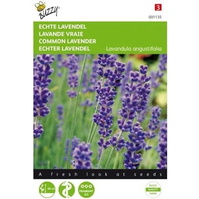 Afbeelding van Lavendel Lavandula officinalis Buzzy