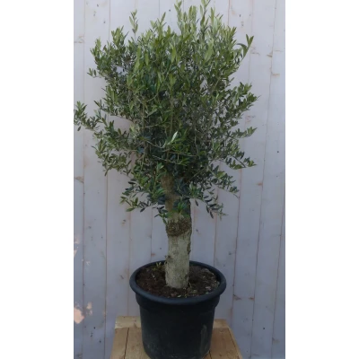 Afbeelding van Olijfboom Olea stamhoogte 50 cm en boomhoogte 150 Redelijk Dikke Stam Warentuin Natuurlijk