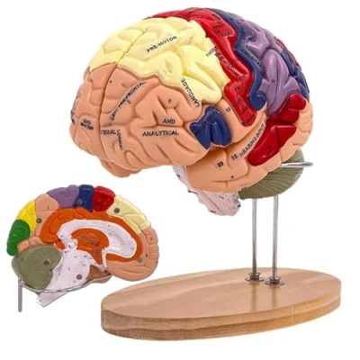 Afbeelding van Menselijk brein model voor neuroanatomie, 2 x levensgroot, demonteerbaar, meerkleurig, anatomisch in 4 delen medisch onderwijs, display