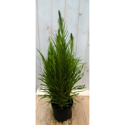 Afbeelding van Kattestaart Liatris 50 cm Warentuin natuurlijk
