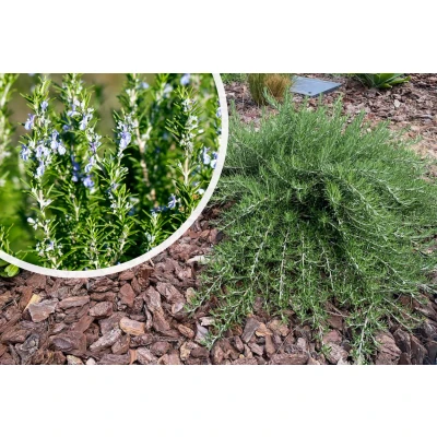 Afbeelding van Rozemarijn Rosmarinus Officinalis