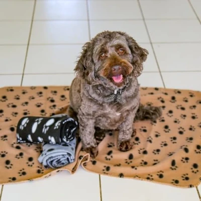 Afbeelding van DIGIFLEX Driedelige set XL Zachte Hond Kat fleecedeken voor huisdieren Extra grote pluche plaids Beige grijs en zwart 144 cm x 96