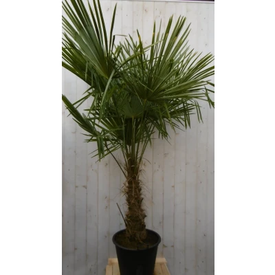 Afbeelding van Winterharde Palmboom stamhoogte 50 cm en hoogte 180 Warentuin Natuurlijk