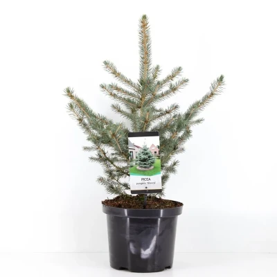 Afbeelding van Picea pungens glauca 40 50 cm Warentuin Natuurlijk