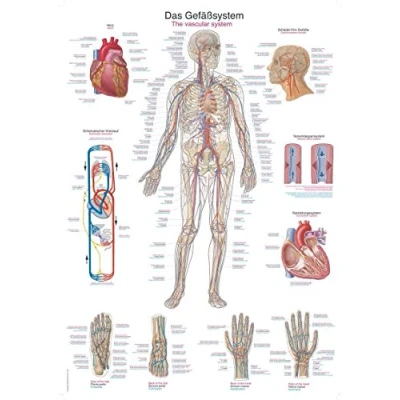 Afbeelding van Het menselijk lichaam anatomie poster bloedsomloop (papier, 50x70 cm) + ophangsysteem