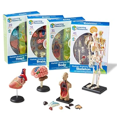 Afbeelding van Anatomie modellen, complete set (4 modellen)