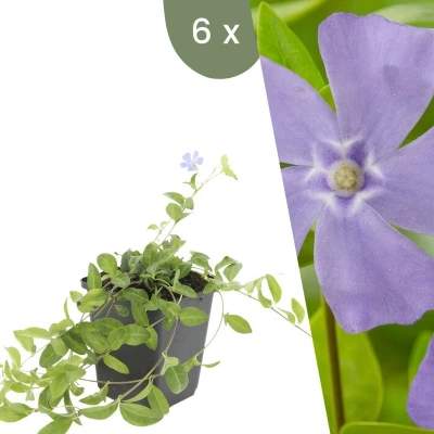 Afbeelding van Plants by Frank 6 Blauwe Maagdenpalm planten Vinca minor Winterharde bodembedekker tuinplanten vaste meerjarig
