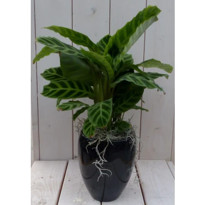 Afbeelding van Calathea groen blad zwarte/antraciete hoge pot 50 cm Warentuin Natuurlijk