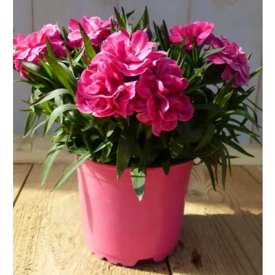 Afbeelding van 3 stuks! Anjer roze Warentuin natuurlijk