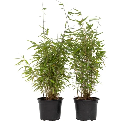 Afbeelding van Plant in a Box Fargesia nitida &#039;Red Dragon&#039; Set van 4 Niet woekerende bamboe met rode stelen Winterhard en groenblijvend Pot 17cm Hoogte 60 80cm