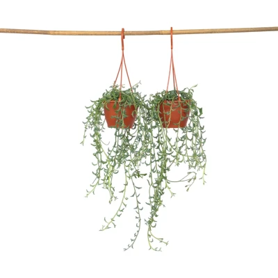 Afbeelding van Senecio Peregrinus Dolfijnenplant Set van 2 Pot 12cm Hoogte 10 20cm Hang Dolphin P12 x2