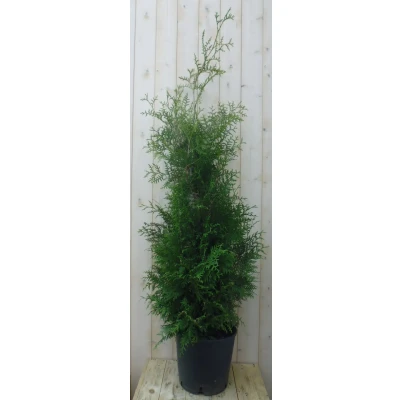 Afbeelding van Conifeer Brabant 150 180 cm