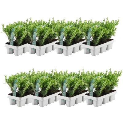 Afbeelding van Plants by Frank 48 hulst planten winterhard x Ø7 cm ↕15 Ilex crenata Jenny haagplanten
