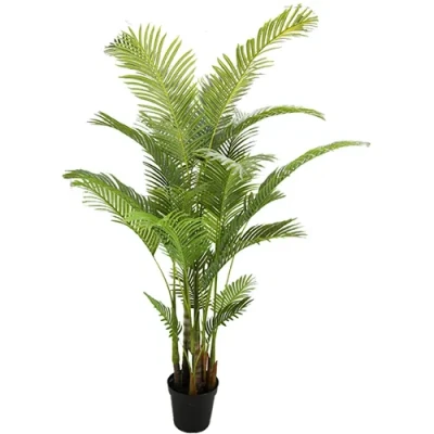 Afbeelding van Areca palm 190 cm Buitengewoon de Boet