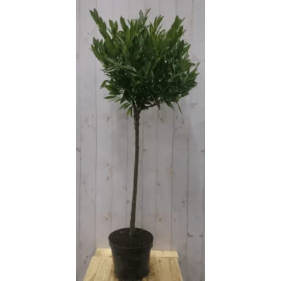Afbeelding van Prunus Otto stam 80 cm diameter 40 hoogte 150 Warentuin natuurlijk