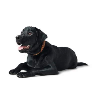 Afbeelding van Hunter Hondenhalsband Massief Opvoedingskoord S M (50), donkerbruin/oranje (69317) (S, M, Hond, Algemeen), Kraag + Leiband