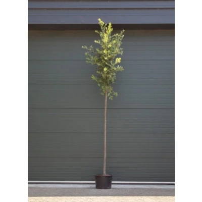 Afbeelding van Steeneik Quercus ilex h 325 cm st. omtrek 13 190 Warentuin Natuurlijk