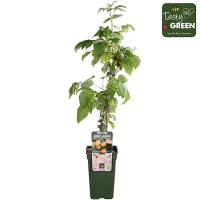 Afbeelding van Rubus id. Gele herfst &amp; zomerframboos Bio fruitplant