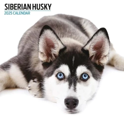 Afbeelding van Siberian Husky Kalender 2025 Modern