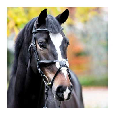 Image de Kavalkade Bride Proline Diego Noir Poney