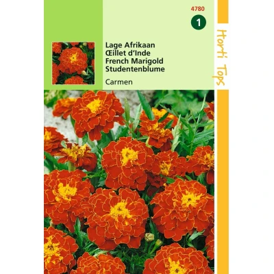 Afbeelding van 2 stuks Buzzy Tagetes patula nana Carmen