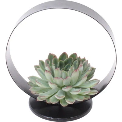 Afbeelding van Echte Succulent groen op tafel standaard zwart Ø12 14 cm ↕5 1x Echeveria Pulidonis vetplant