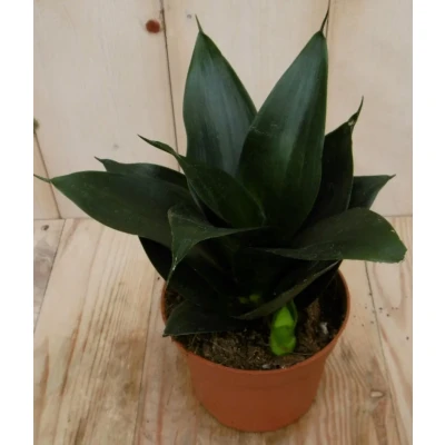 Afbeelding van Kamerplant Vrouwentong Sansevieria donkergroen mini Warentuin Natuurlijk