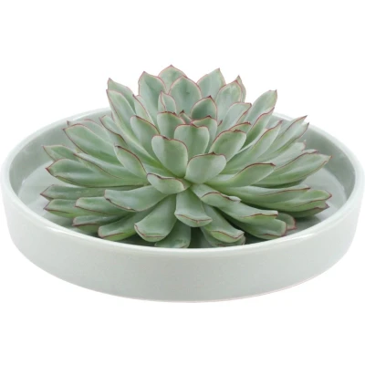 Afbeelding van Echte Succulent groen in groene keramiek schaal Ø12 14 cm ↕5 1x Echeveria Pulidonisvetplant