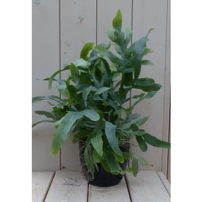 Afbeelding van Blauwvaren Phlebodium in zwarte/antraciete pot 30 cm Warentuin Natuurlijk