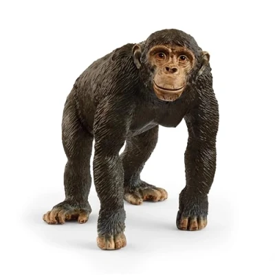 Image de Chimpansee