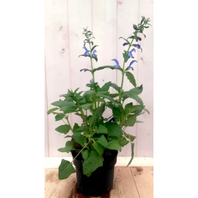 Afbeelding van Salvia blauw Warentuin natuurlijk
