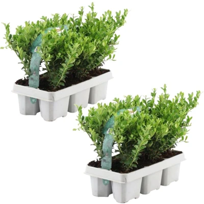 Afbeelding van Plants by Frank 12 hulst planten winterhard x Ø7 cm ↕15 Ilex crenata Jenny haagplanten