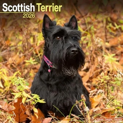 Afbeelding van Schotse Terrier Kalender 2026
