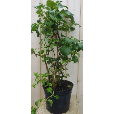 Afbeelding van Hortensia Klimhortensia Warentuin natuurlijk
