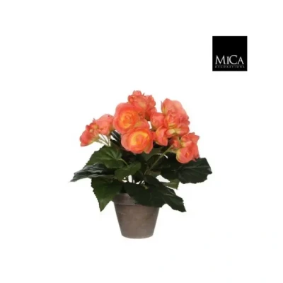 Afbeelding van Mica Begonia zalm in pot Stan grijs H25cm