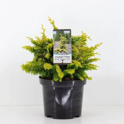 Afbeelding van Chamaecyparis obtusa fernspray gold 30 cm Warentuin Natuurlijk