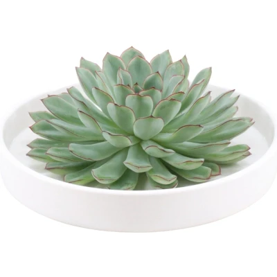 Afbeelding van Echte Succulent groen in witte keramiek schaal Ø12 14 cm ↕5 1x Echeveria Pulidonis vetplant