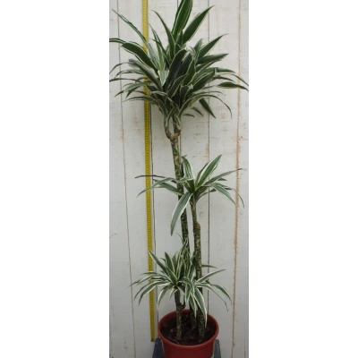 Afbeelding van Kamerplant Drakenbloedboom Dracaena Fragrans Wit Groen 120 cm Warentuin Natuurlijk