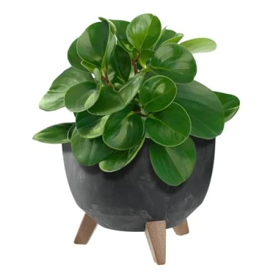 Afbeelding van KADAX Ronde bloempot van kunststof met drie houders, voor balkon, woonkamer, zwart, diameter 24 cm