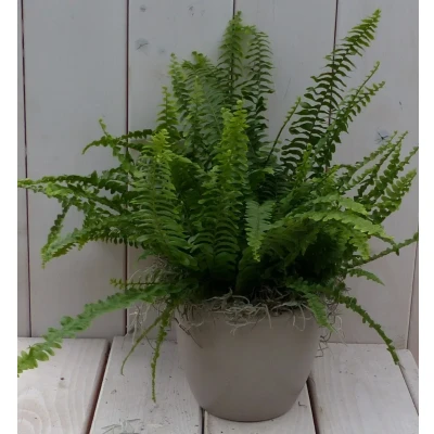 Afbeelding van Koningsvaren taupe pot 30 cm Warentuin Natuurlijk