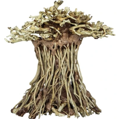 Afbeelding van Superfish Bonsai Mushroom Medium