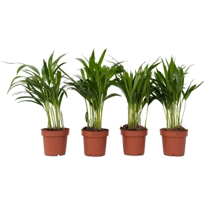 Afbeelding van Dypsis Lutescens Set van 4 Areca Goudpalm Pot 12cm Hoogte 30 45cm small P12 x4