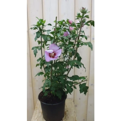 Afbeelding van Hibiscus struik Roze 40 cm Warentuin natuurlijk