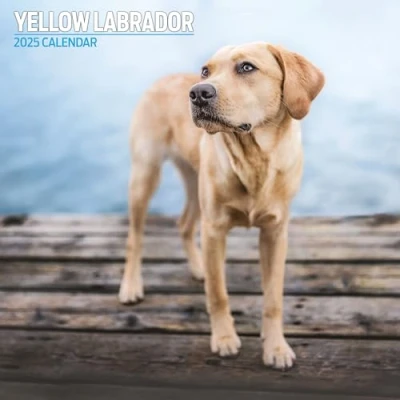 Afbeelding van Labrador Retriever Blond Kalender 2025