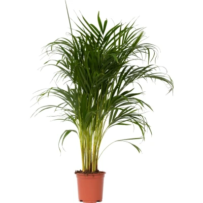 Afbeelding van Dypsis Lutescens Areca Goudpalm Kamerplant Pot 21cm Hoogte 100 120cm P21