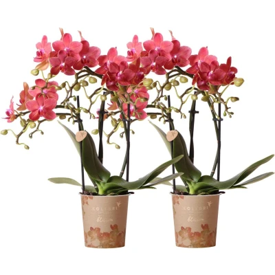 Afbeelding van COMBI DEAL White orchids Congo Ø9cm