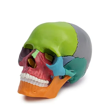 Afbeelding van Cranstein A 226 Mini schedel voor osteopathie, 15 stuks, didactiek, medische studies en opleiding, model anatomie
