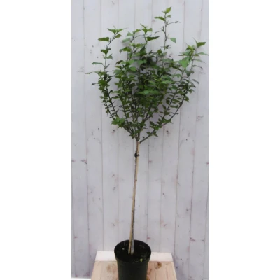 Afbeelding van Hibiscus op stam Roze 180 cm 80 Warentuin natuurlijk