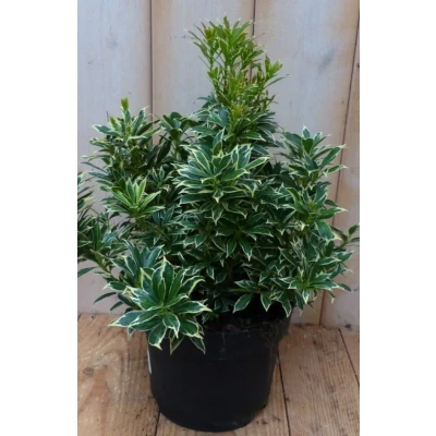 Afbeelding van 2 stuks! Pieris witbont Groen 30 cm Warentuin natuurlijk