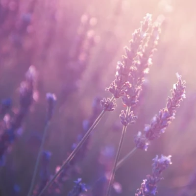 Afbeelding van Lavendel 100% Etherische Olie 50 ML Geurwolkje® Aromatherapie, Essential Oil, Geurolie, Aroma Diffuser